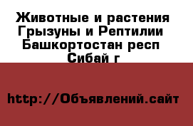 Животные и растения Грызуны и Рептилии. Башкортостан респ.,Сибай г.